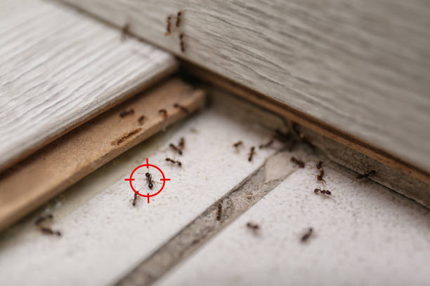 Spider Control Near Me in Bowie, TX