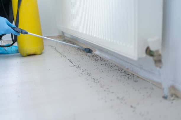 Professional Pest Control in Bowie, TX